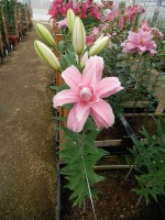 [5638 VH68 Curiosity No01.JPG]